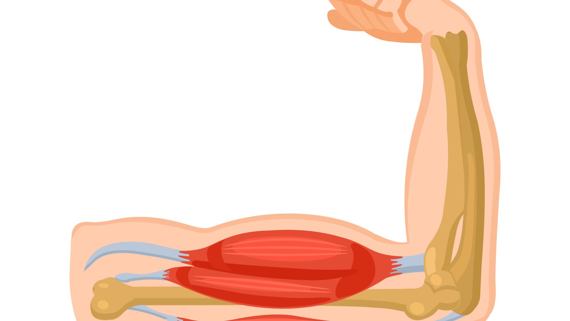 Muscles, ligaments, disques et leur effet sur la fonction de la colonne vert&eacute;brale